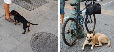 Manch einer ist auf den Hund gekommen