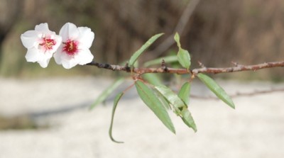 Mandelblüte1.JPG