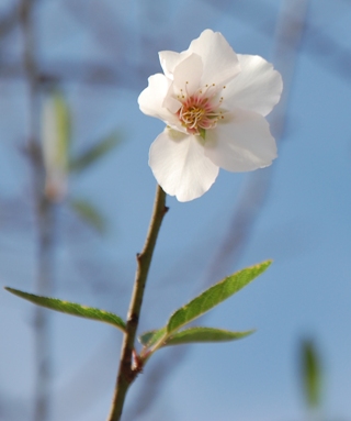 Mandelblüte4.JPG