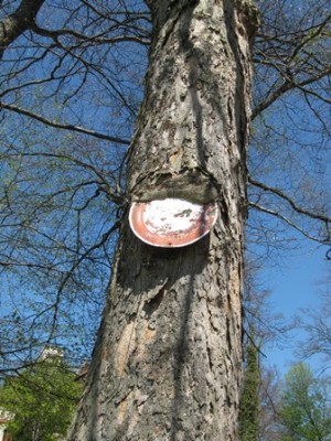 Baum - Schild.jpg