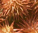 Ricinus-2.jpeg