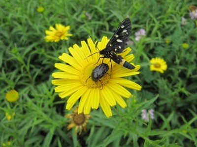 Schmetterling + Käfer.jpg