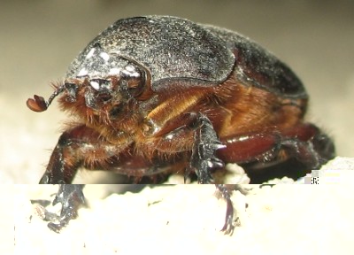 Nashornkäfer-Weibchen