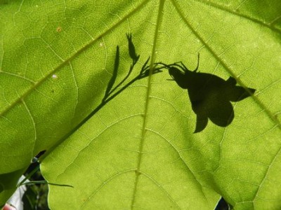 Blatt mit Glockenblume.jpg