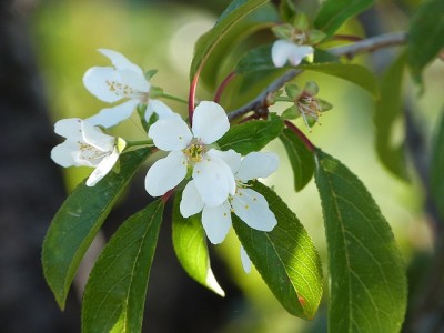 Pflaumenblüten