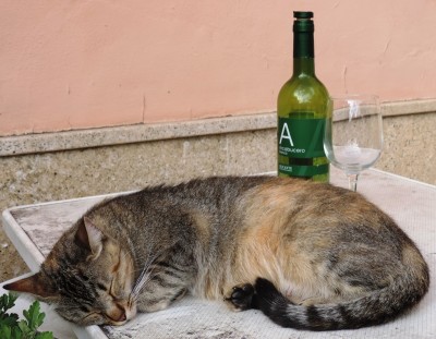 Nach dem Rausch folgt der Kater.JPG