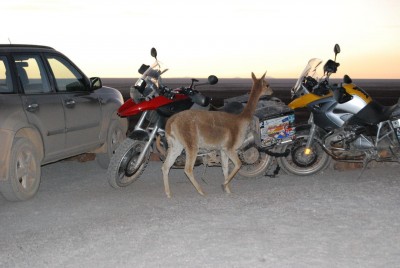 übernachtet haben wir in einem kleinen Hotel am Ufer des Salars, ganz aus Salzblöcken gebaut und sehr komfortabel. Und da kam doch abends ein Vicunya (wildes Lama), um unsere Fahrzeuge zu beschnuppern