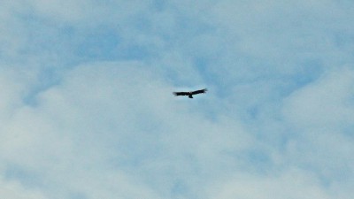 Und über allem schwebt der Condor.