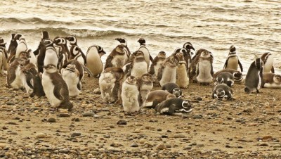 Ankunft der Pinguine. Die Jungen erkennt man am flauschigen Gefieder.