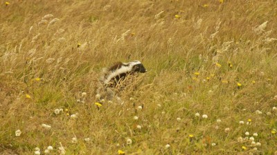 Auf der Fahrt begegnete uns ein Skunk.