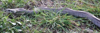 Treppennatter (Rhinechis scalaris, ehemals Elaphe scalaris)