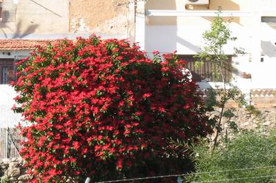 Weihnachtsstern - irgendwo an der Costa Blanca