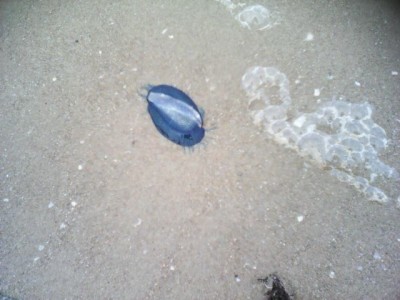 IMG0057A.jpg
