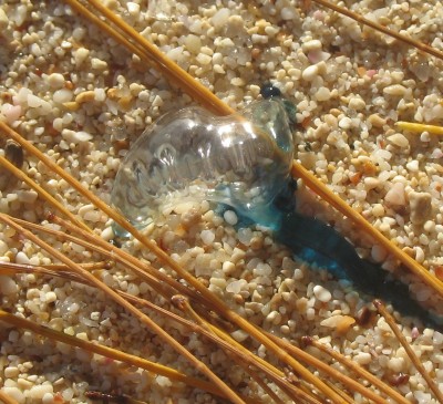 Portugiesische galeere.JPG (724.54 KiB) 2858 mal betrachtet Schön, aber gefährlich!