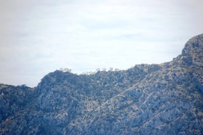 Ifach.JPG (273.5 KiB) 2480 mal betrachtet Die Pinien (?) auf dem Bergkamm machten auf mich kürzlich nicht gerade einen gesunden Eindruck....