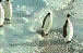 1162_pinguins_1.gif