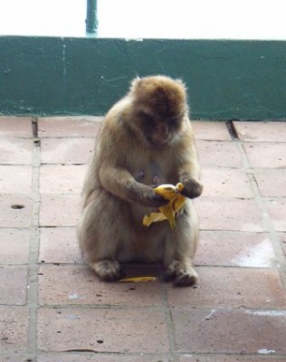 Affe Gibraltar 02.jpg