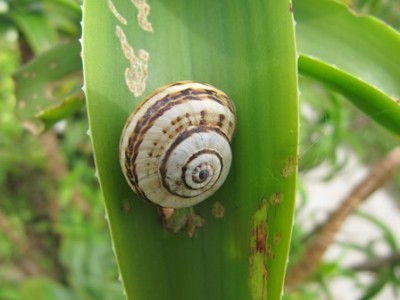 Schnecke.jpg