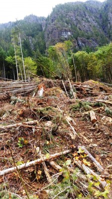 Holzabfall bleibt einfach liegen bis er Humus für neuen Wuchs ist.