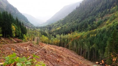 Es sieht manchmal sehr nach Kahlschlag aus, aber für jeden gefällten Baum werden nach einigen Jahren zwei neue gepflanzt, die dann nach weiteren 40 Jahren wieder &quot;geerntet&quot; werden