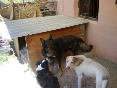 hunde.JPG