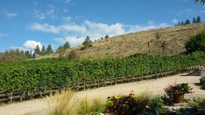 20160922_123355.JPG (164.8 KiB) 4269 mal betrachtet Direkt hinter dem Weinberg beginnt die trockene Erde