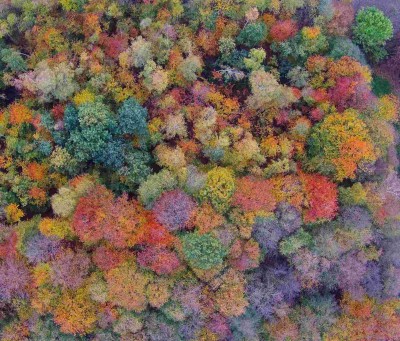 wald2.jpg