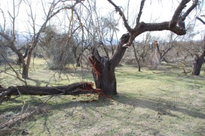 Selbst starke Bäume sind betroffen, hier hat der Sturm in einem Mandelhain gewütet.