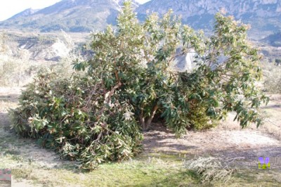 Hier ein riesiger Nisperobaum in unserer Nachbarschaft. Die großen Äste sind herausgebrochen.