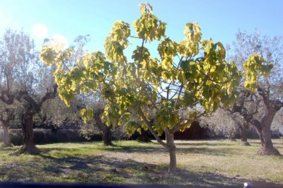 Feigenbaum, noch immer grün
