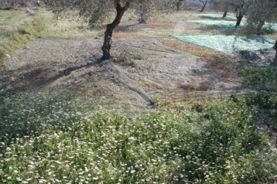 Die Netze wurde noch nicht wieder eingeholt. Die Olivenbauern sind wie gelähmt.
