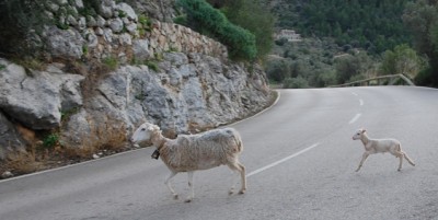 2 - sogar auf der Straße.JPG (138.35 KiB) 7040 mal betrachtet sie spazieren sogar über die Straße.