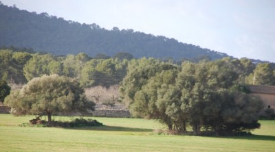 13 - Algarrobos.JPG (151.14 KiB) 8485 mal betrachtet aus deren Carobfrüchten u.a. der Inselschnaps "Palo" hergestellt wird.