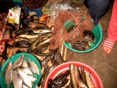 IMG_9239 Vieles lebt und krabbelt noch.JPG (76.32 KiB) 4595 mal betrachtet Vieles lebt und krabbelt noch