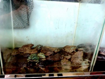 DSCN8125 Frösche warten auf Hinrichtung.JPG (41.86 KiB) 4595 mal betrachtet wie hier Frösche