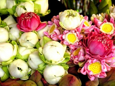 IMG_9285 bLUMEN.JPG (63.29 KiB) 4595 mal betrachtet Blumen (Shorea-robusta-Blüten)