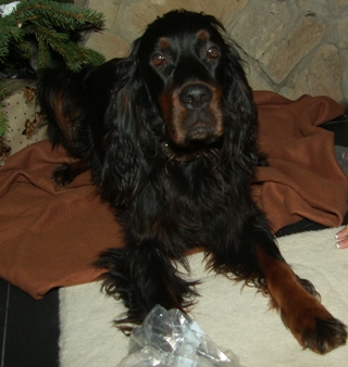 Henry beim Geschenkauspacken (er bekam einen Schinkenknochen zu Weihnachten).