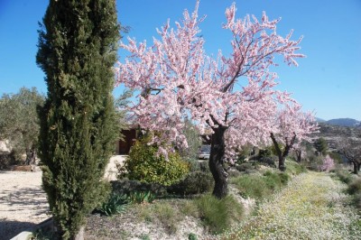 Mandelblüte vor dem Haus.JPG (174.11 KiB) 3961 mal betrachtet hier direkt vor unserem Haus. <br />Wege und Felder zieren zurzeit Wildblumenwiesen.