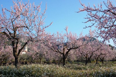 Millena, am Ausgang unseres Tals