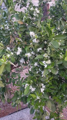 Jetzt ist es schon zu riechen