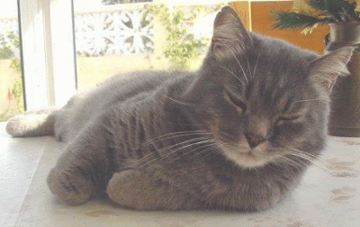 Kater klein.gif