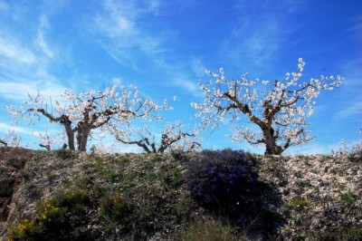 Kirsch- und andere Blüten...