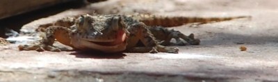 Gecko1.JPG