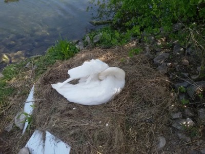 Schwan - Nest.jpg