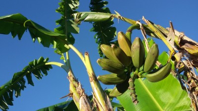 Ob die nochmal gelb werden !?