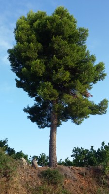 20170705_080519-2.jpg (240.02 KiB) 3171 mal betrachtet Wie lange er sich wohl noch am Hang halten kann ?!