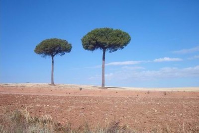 Pinos Cuenca Allein auf weiter Flur.jpg