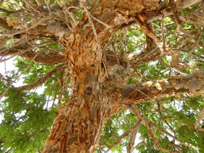 Weihrauchbaum 02.JPG