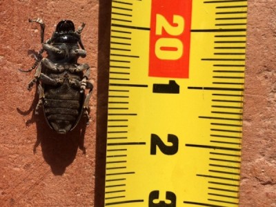 Käfer unten.JPG (141.81 KiB) 5160 mal betrachtet von unten