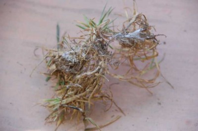 Rasen trocken rausgezogen DSC_0236.JPG (85.96 KiB) 6107 mal betrachtet Der rausgezogene Rasen war am Ende schimmelig, wohl eine Folge des feuchten Umfeldes